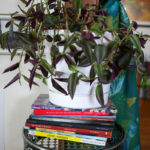 A plant balances on a stack of books